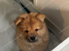 REDUCED male pup for sale