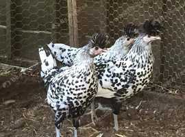 The Ark- Day old - POL chickens