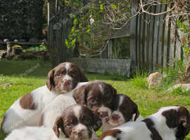 Stunning Spriner Spaniel puppies