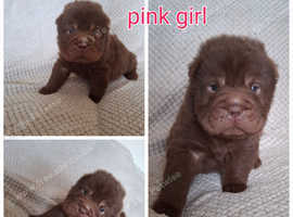Only 2 left bearcoat sharpei