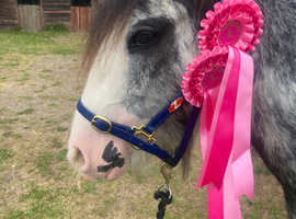 Gorgeous Blue Roan Blagdon Gelding Show Pony