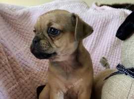 Gorgeous jug puppies ready to leave 17/5/25