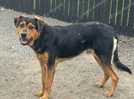 German shepherd x Rottweiler