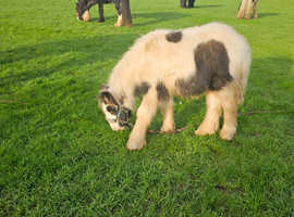 7 month old colt