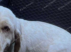 Clumber spaniel