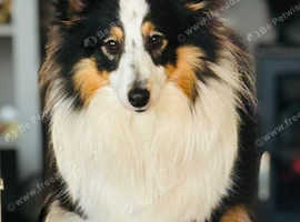 Beautiful tri Shetland sheepdog bitch