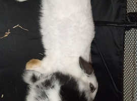 2 female rabbits 4 months old breed Lion holland
