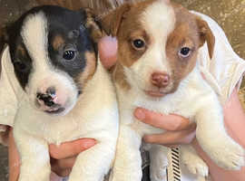 Miniature Jack Russell's