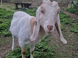 Ronnie a lovely Boer x Nubian Wether
