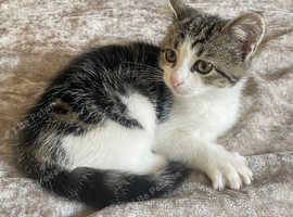 kitten