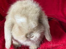Adorable Mini Lop Rabbits