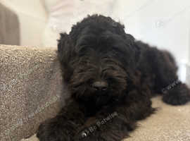 Bernardpoodle girl