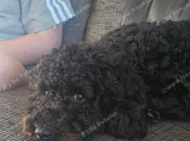 Rehome 8month Cavapoo