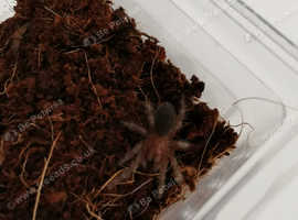 Brazilian black (G. pulchra) sling for sale