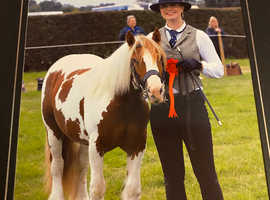 13.1h red and white coloured cob