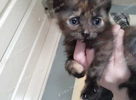 Kittens for sale