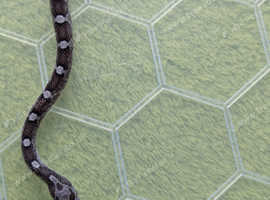 Baby Anery corn snake