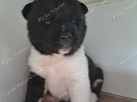 American Akita Puppies