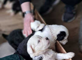 Old English Sheepdog Puppies - Registered