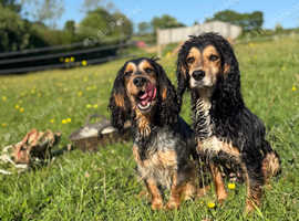 Beautiful working cocker spaniel boys