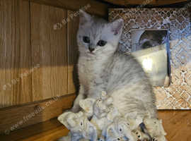 British shorthair kittens for sale