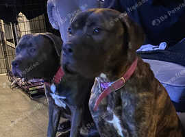 1 year staff cross mastiff