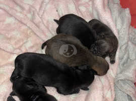 Pug puppies for sale. 2 fawn boys