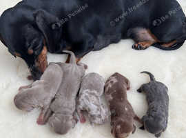 Adorable Miniature Dachshund Puppies