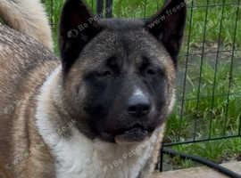 AKITA GIRL (American Akita)