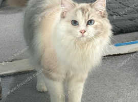 Beautiful Ragdoll