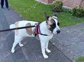 Akita/South African mastiff looking for new home