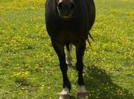 Beauty Welsh pony 13.2