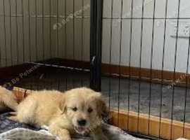4 adorable 4 weeks old puppies looking for a good home