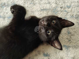 Cute Black Boy Kitten