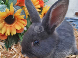 Gorgeous bunnies for sale