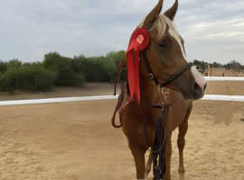 STALLION Pb ARABIAN (87.86%)