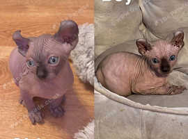 Gorgeous 2024 sphynx kittens