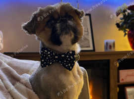 Pekingese