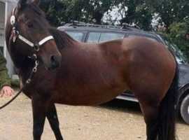 Quarter horse x Appalossa