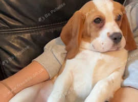 Beaglier