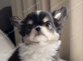 Chihuahua puppies for adoption