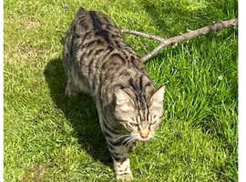 Still Missing from Newmarket Tiger cat
