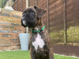 KC registered boxer puppies