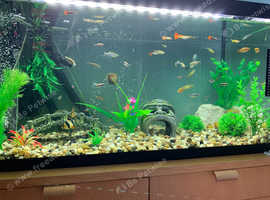 Fish tank