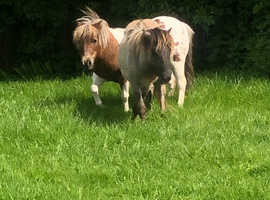 Dun Dartmoor filly possibly in foal
