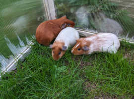 Baby guinea pigs