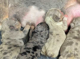 DWKC English Bulldog Puppies Lilac, Blue, Black Merle and Tri's