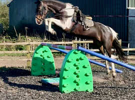 Summer project/ proven broodmare
