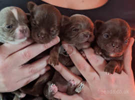 Chihuahua puppies for clearance sale north west