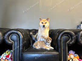 Japanese Shiba Inu male puppies for sale